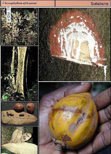 Chrysophyllum albidum